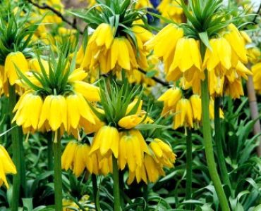 Фритилария - Fritillaria Imperialis Lutea